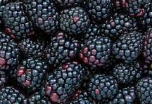 Wild blackberries