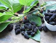 mulberries
