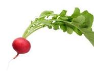 radish